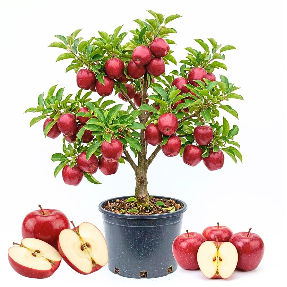 Delicious Apple Tree Live Plant, 3 Gallon Pot from 2 to 3 Feet Tall, Apple Trees Live Plants, Fruit Tree for Outdoor Gardening, No Ship to CA (Red)
