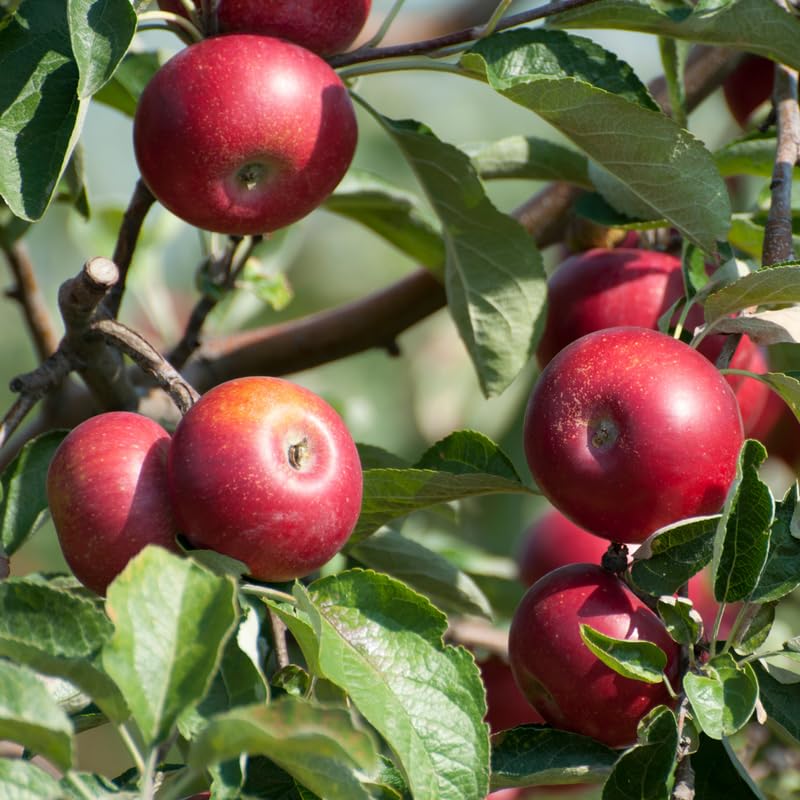 Pink Apple Tree Plants, Bare Root 1-2 Ft Tall, Apple Tree Plant Live for Planting Outdoors, Well Rooted Fruits Tree Plant, Dormant