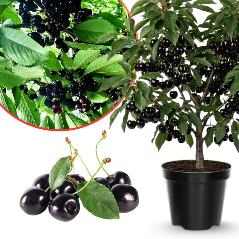 Black Cherry Trees Plant Live for Planting Outdoor, Sweet Cherry Fruit Plant, 1.5-2 Ft Tall, Zones 3–9
