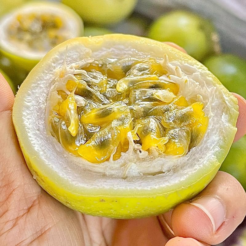 Yellow Passionfruit Tree Live Plant, Passion Fruit Vine Plant, 4-8 Inches Tall, Outdoor Planting, Very Fast-Growing Vines