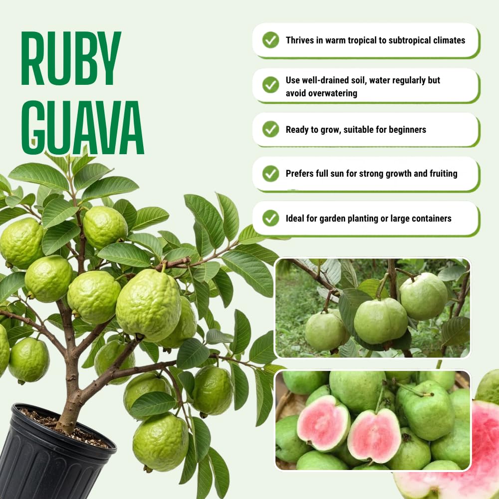 Ruby Guava Plant Live, Hardy Tropical Guava Plant 3-4 Feet, Guava Fruit Tree Well Rooted in 3 Gallon Pot, No Ship to CA