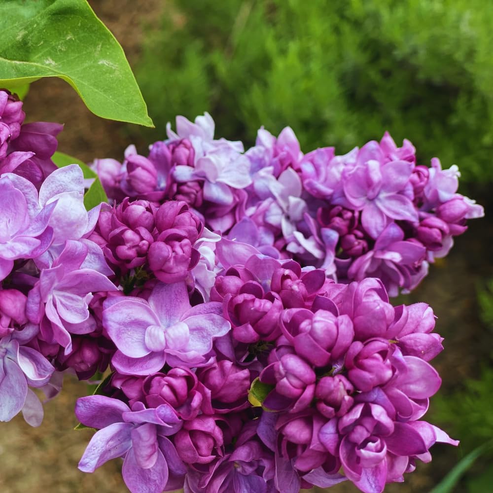 Lilac Tree Live Plant, Purple Lilac Bushes Live Plant, 12 Inches Tall, Shrub Flower Plants