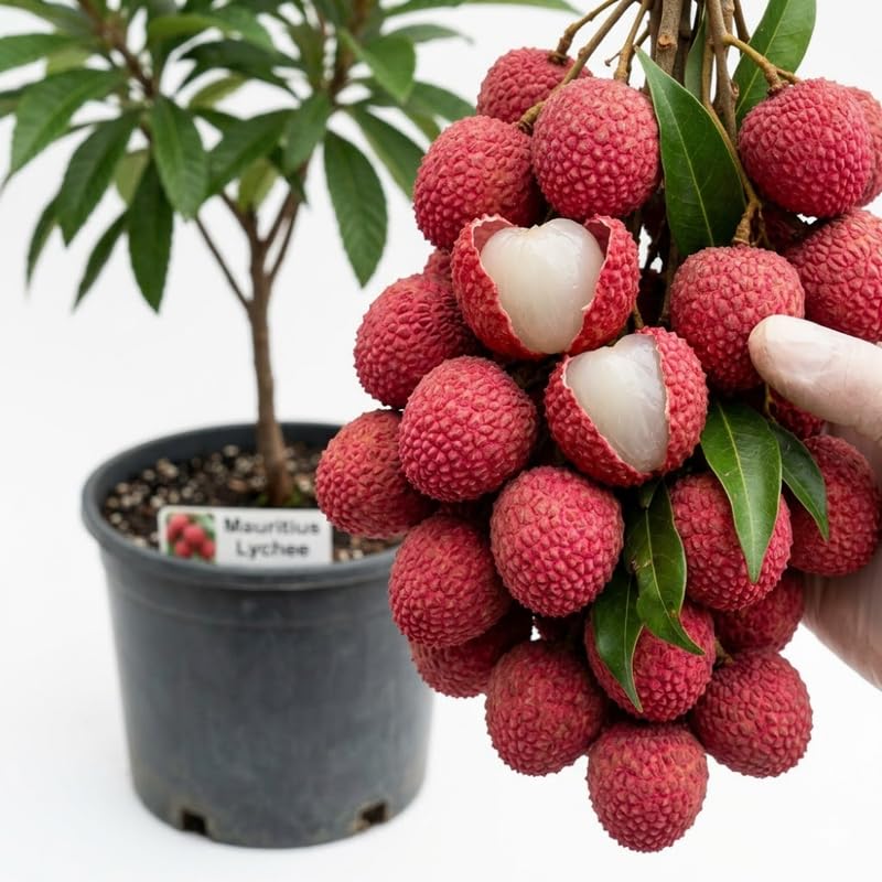 Mauritius Lychee Tree Live Plant, Lychee Tree, Hardy Tropical Fruit Live Plant, 2-3' in Height 3 Gallon Pot for Planting, No Ship to CA