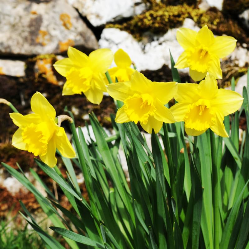 25 Yellow Daffodil Bulbs, Lent Lily Plant Bulb, Large Daffodils Bulbs for Planting