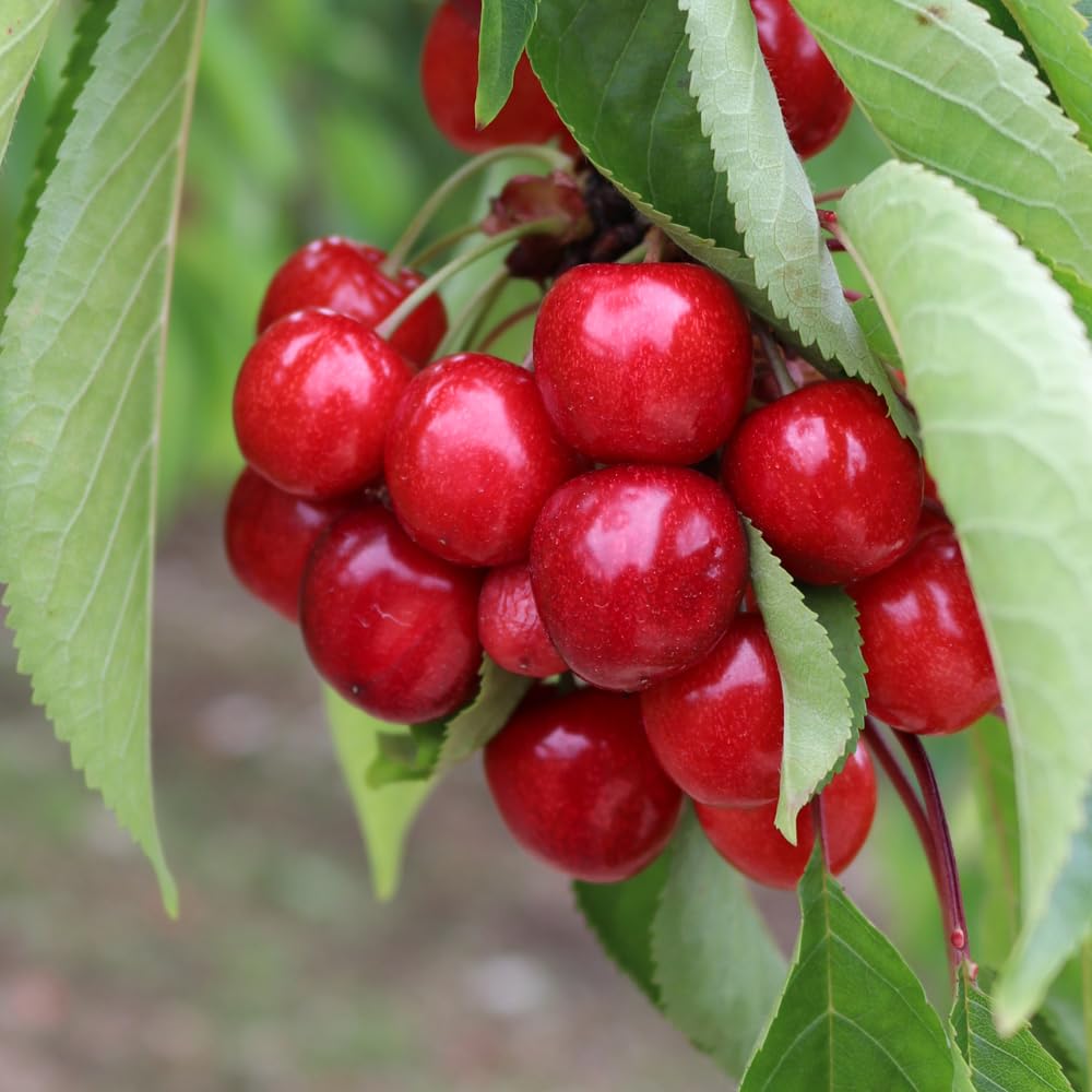 Cherry Trees Live Plants, Cold Hardy and Sweet Cherry Tree in 3 Gallon Pot, 2 to 3 Feet Tall, Cherries Fruit Plant for Outdoor Garden, No Ship to CA (Bright Red)