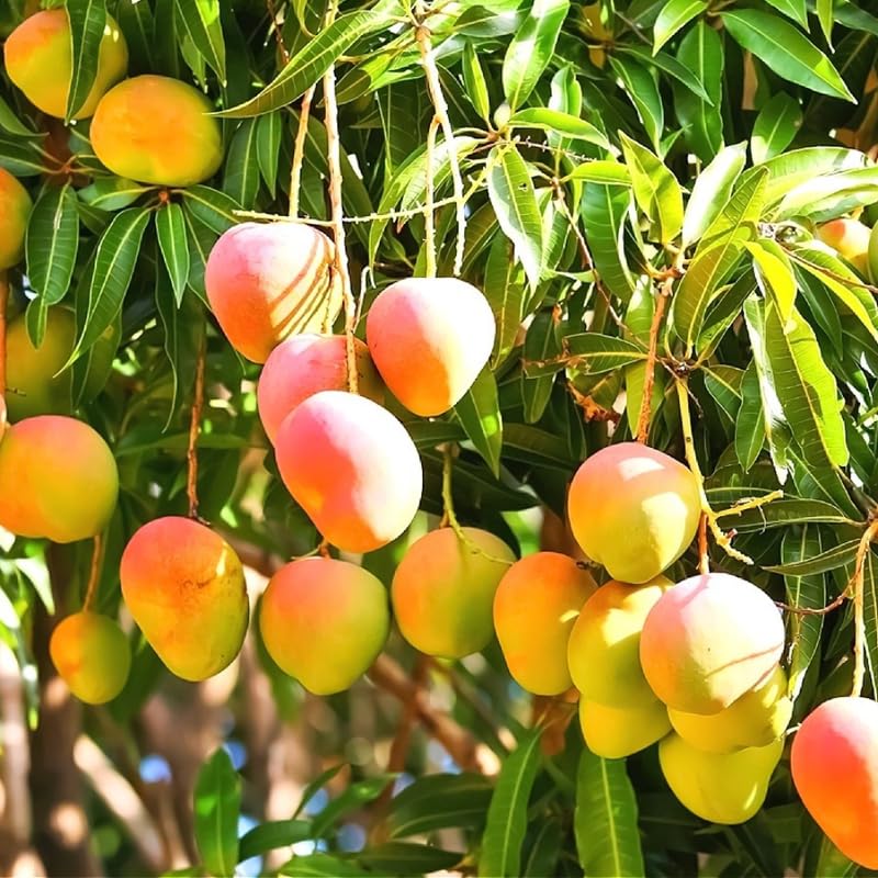 Mango Live Plant, Tropical Mango Fruit Tree Ready to Plant 2 to 3 Feet, Outdoor and Container Growing, No Shipping to CA