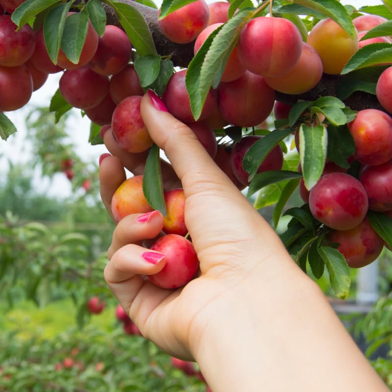 2-3 Years Old Plum Tree Live Plant, Well Rooted Red Plum Seedlings, Containers or Garden Beds Growing, 2-3 Feet Tall (Cherry Plum)
