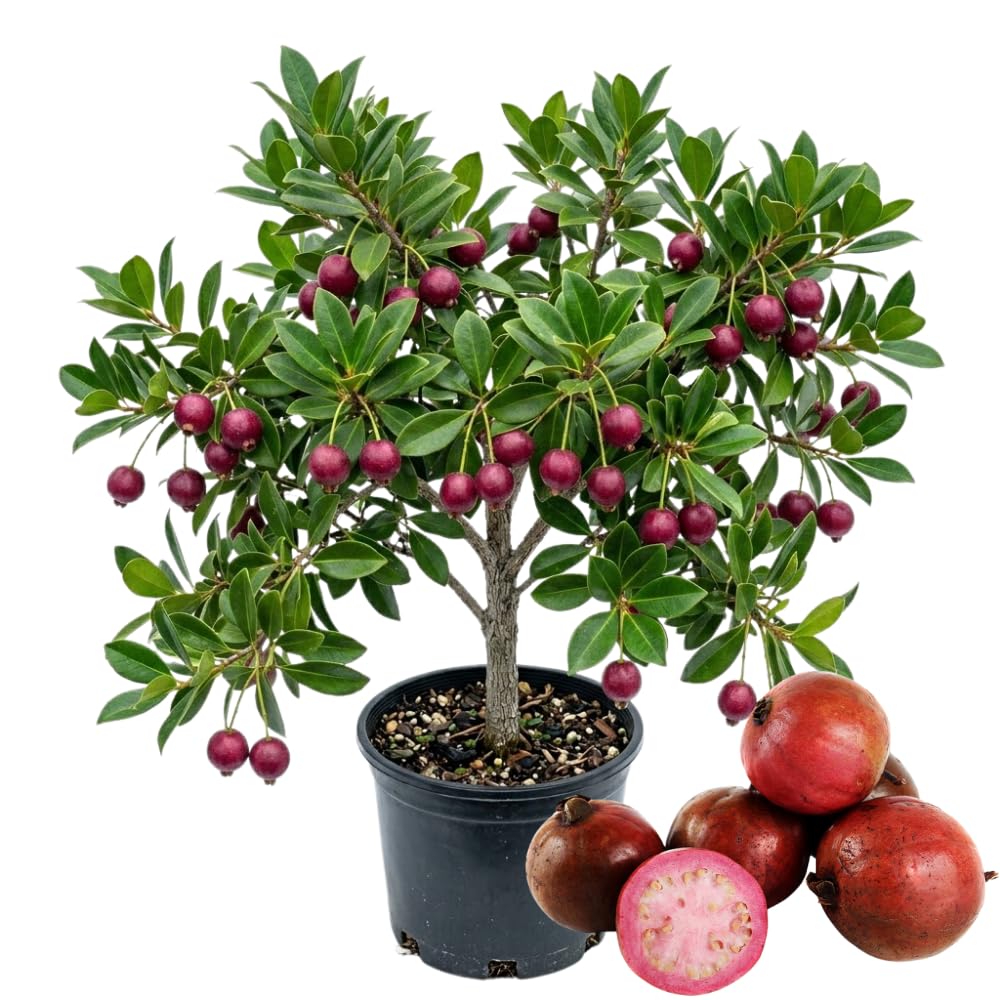 Strawberry Guava Plant Live, Hardy Tropical Guava Plant 3-4 Feet, Guava Fruit Tree Well Rooted in 3 Gallon Pot, No Ship to CA