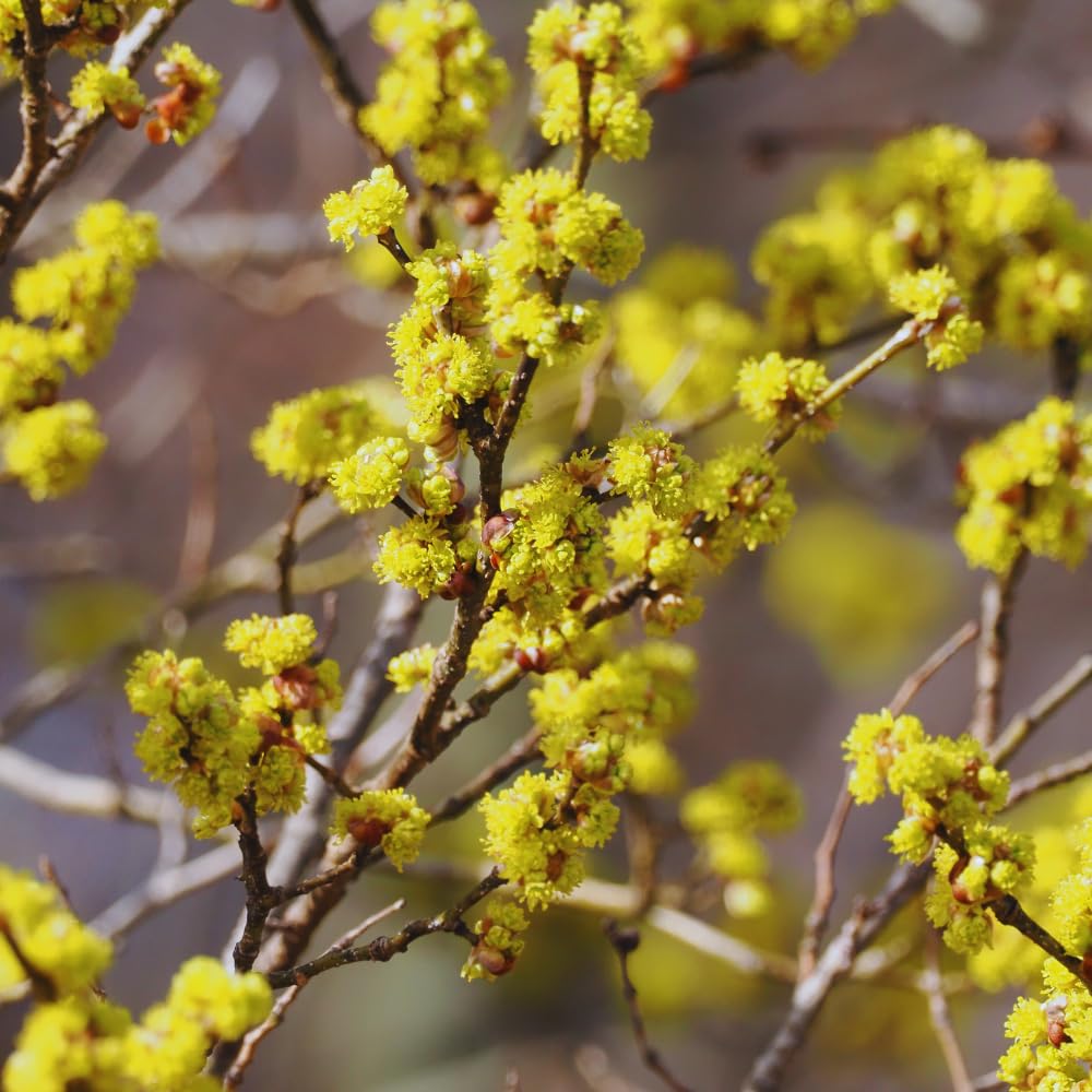Spicebush Plant Live, Spicebush Berry Bush Live Plant in Quart Pot, 6 to 10 Inc Tall