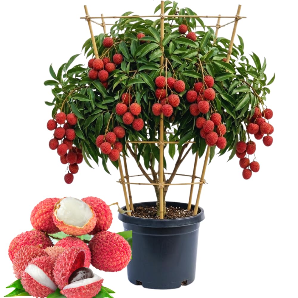Live Lychee Fruit Tree, Sweet Lychee Tree Live Plant for Gardening Outdoor, 3 Gallon, No Ship to CA