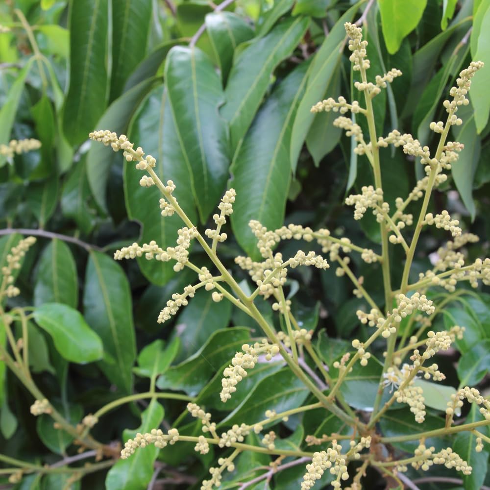 Live Longan Tree Plant in 3 Gallon Pot, 2-3 Ft Tall Tropical Fruit Tree for Outdoor Garden and Patio Growing, No Ship to CA