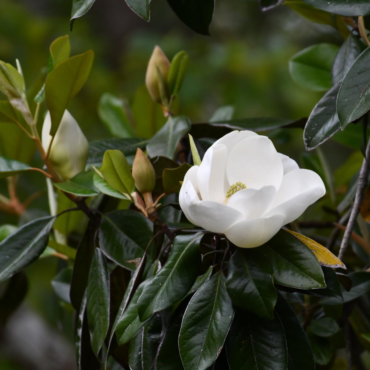 Southern Magnolia Tree, 6-12 Inch Magnolia Trees Live Plants, Quart Pot, Fragrant White Flowers, Dormant in Winter