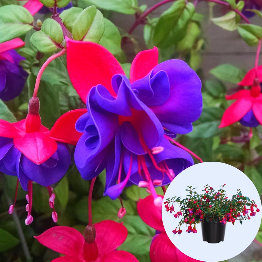 3 Fuchsia Live Plants, Fuchsia Plants Live from 3 to 5 Inches Tall, Purple Flower Plant Outdoor