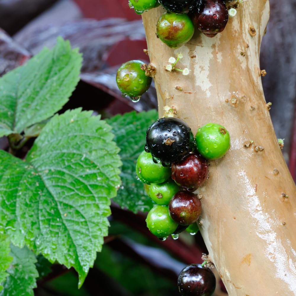 Jaboticaba Tree Live Plant, 10-12” Tall, Well-Rooted for Outdoor Growing, Jabuticaba Plant
