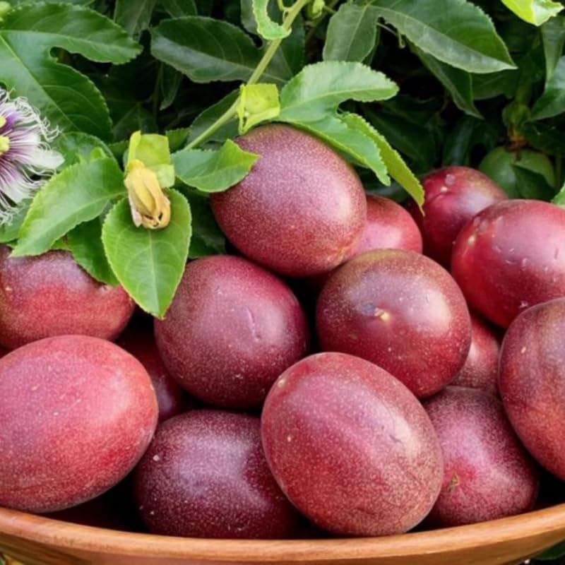 Dark Purple Passionfruit Tree Live Plant, Passion Fruit Vine Plant, 4-8 Inches Tall, Outdoor Planting, Very Fast-Growing Vines