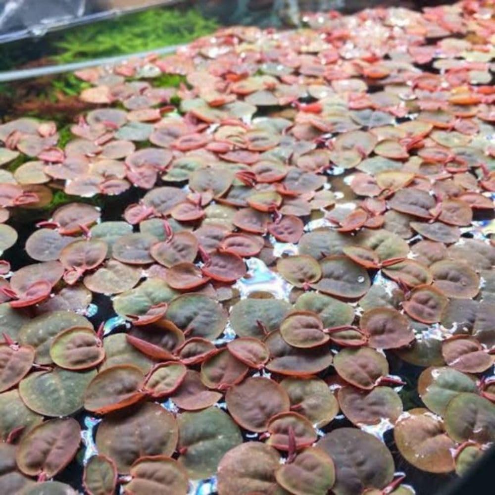 Set 60+ Red Root Floater Aquarium Plant