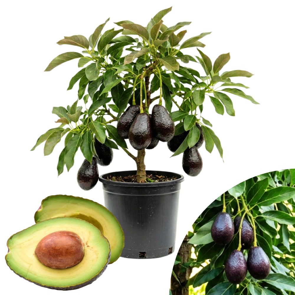 Black Avocado Tree, Avocado Trees Live Plants in 3 Gallon Pot, Fruit Bearing Plant for Outdoor Garden, 1-2 Feet Tall, No CA