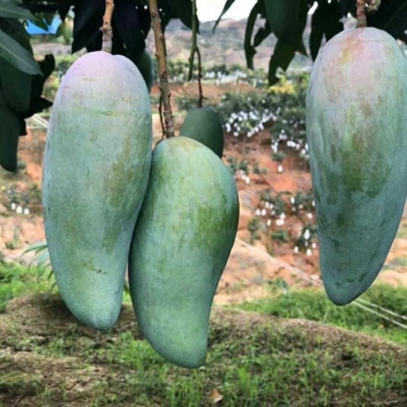 2 Years Old Mango Tree for Planting, Large Fruit Mango Plant Grafted in 3 Gallon Pot, Sweet, Fast-Growing Tropical Tree Seedlings for Outdoor Garden