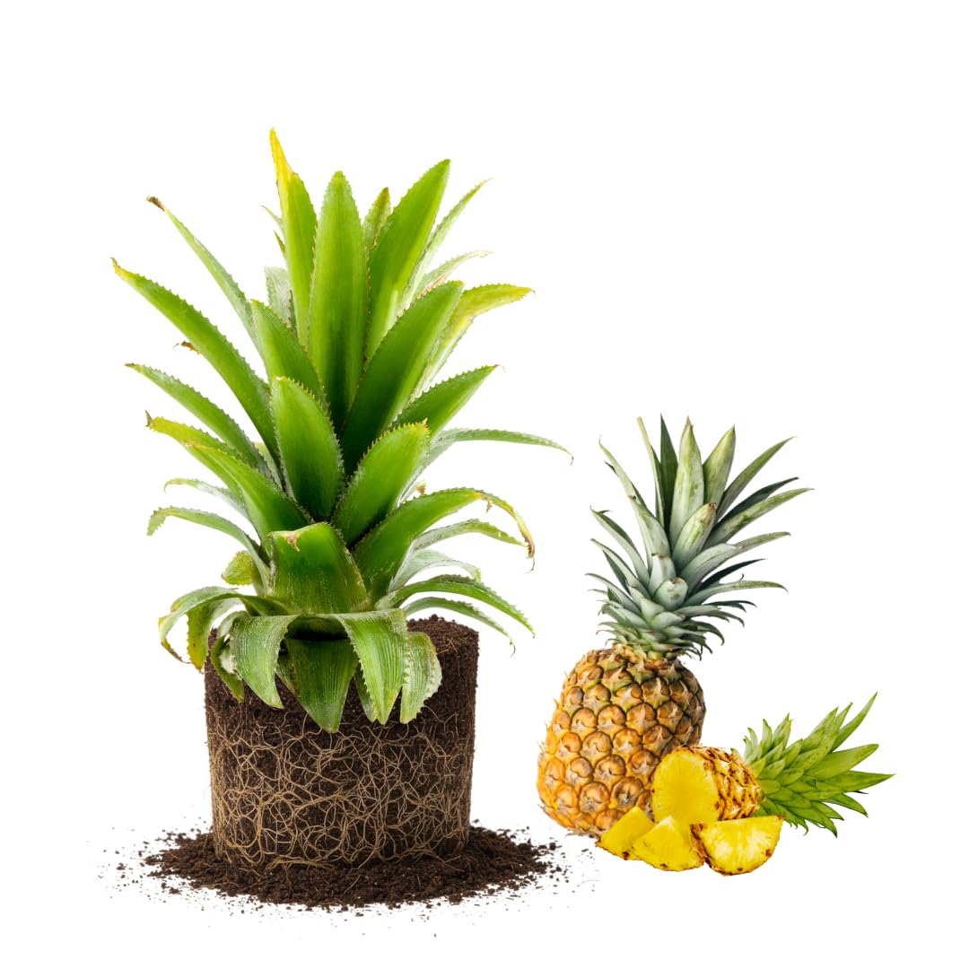 Set 2 Pineapple Plants Live, Sweet Pineapple Shrubs, Tropical Fruit, 4 to 8 Inch Tall for Planting Outdoor (Elite Gold)