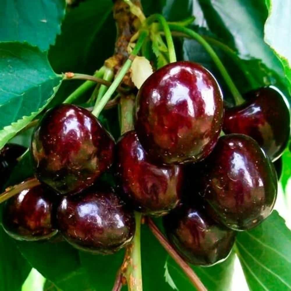Pack 4 Black Cherry Trees Live, 12-18 Inch Tall Each, Sweet Cherry Fruit Trees for Outdoor Planting and Home Orchard, Dormant, Bareroots