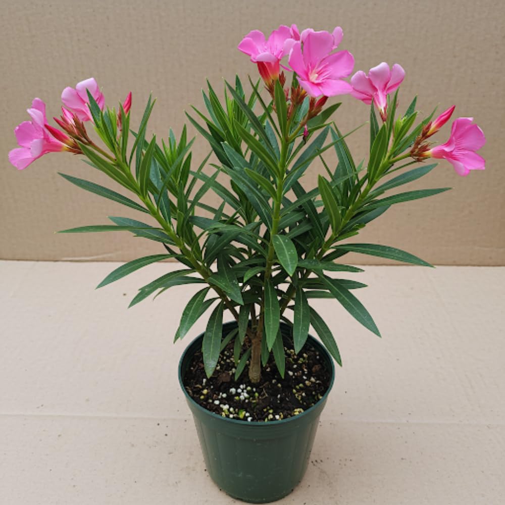 Pink Oleander Plants Live, 3 Live Plants, Fragrant Oleander Plant, 5 to 7 Inches Long