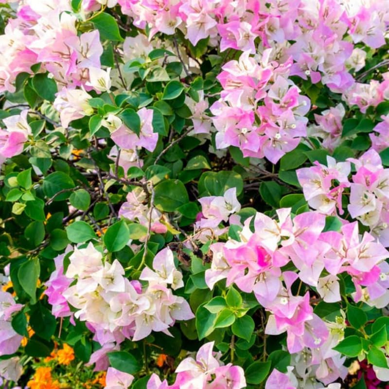 3 White Pink Bougainvillea Plants Live, 4-8” Tall Flowering Bougainvillea Vines, Tropical Climbing Plants for Garden or Containers, No Pot