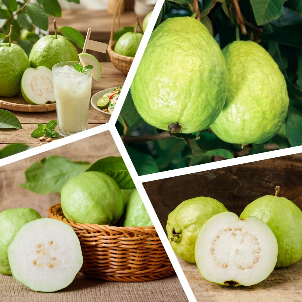 Thai Guava Tree Live Plant, Guava Plants Live for Planting, 3 Gallon Pot, 2-3 Feet Tall, Sweet Tropical Fruit Tree for Patio, Backyard and Outdoor Garden, No Ship to CA