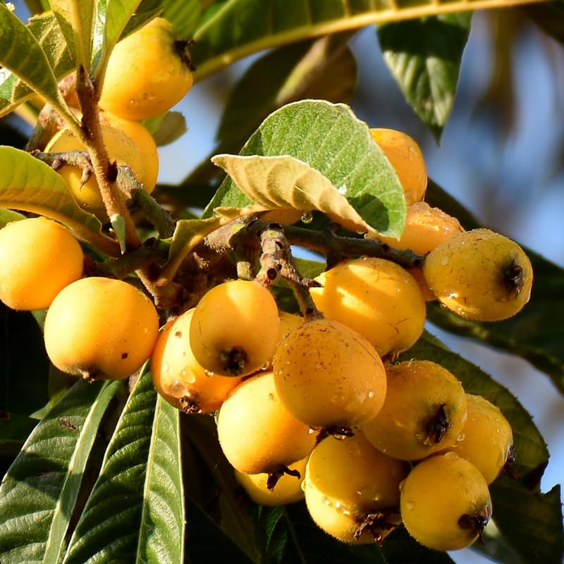 Loquat Tree Live Plant, Sweet Loquat Plant, 2 Feet Tall in 3 Gallon Pot for Planting Outdoors, No Ship to CA