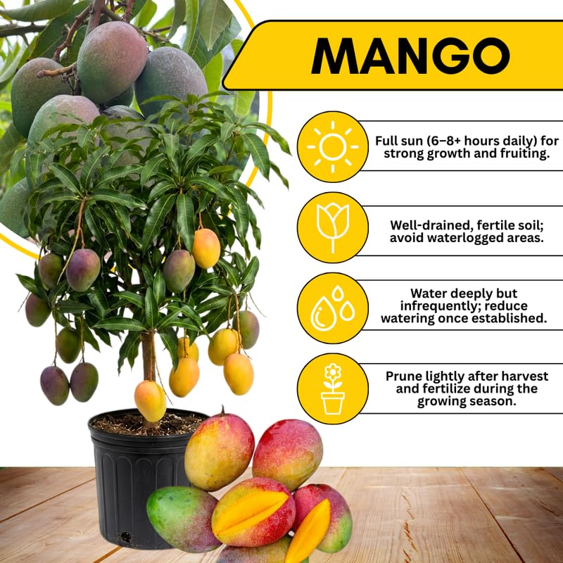 Glenn Mango Tree Live Plant 2.5-3 Ft Tall, Tropical Fruit Tree for Garden Planting, Outdoor Mango Plant in 3 Gallon Pot, No Ship to CA