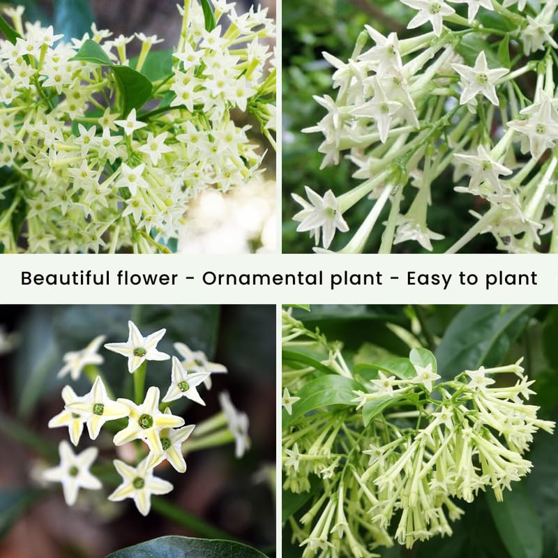 2 Night Blooming Jasmine Plants 4–8 Inch, Live Fragrant Jasmine Flowering Vine, Sweet Scented Blooms, Easy Care Indoor or Outdoor