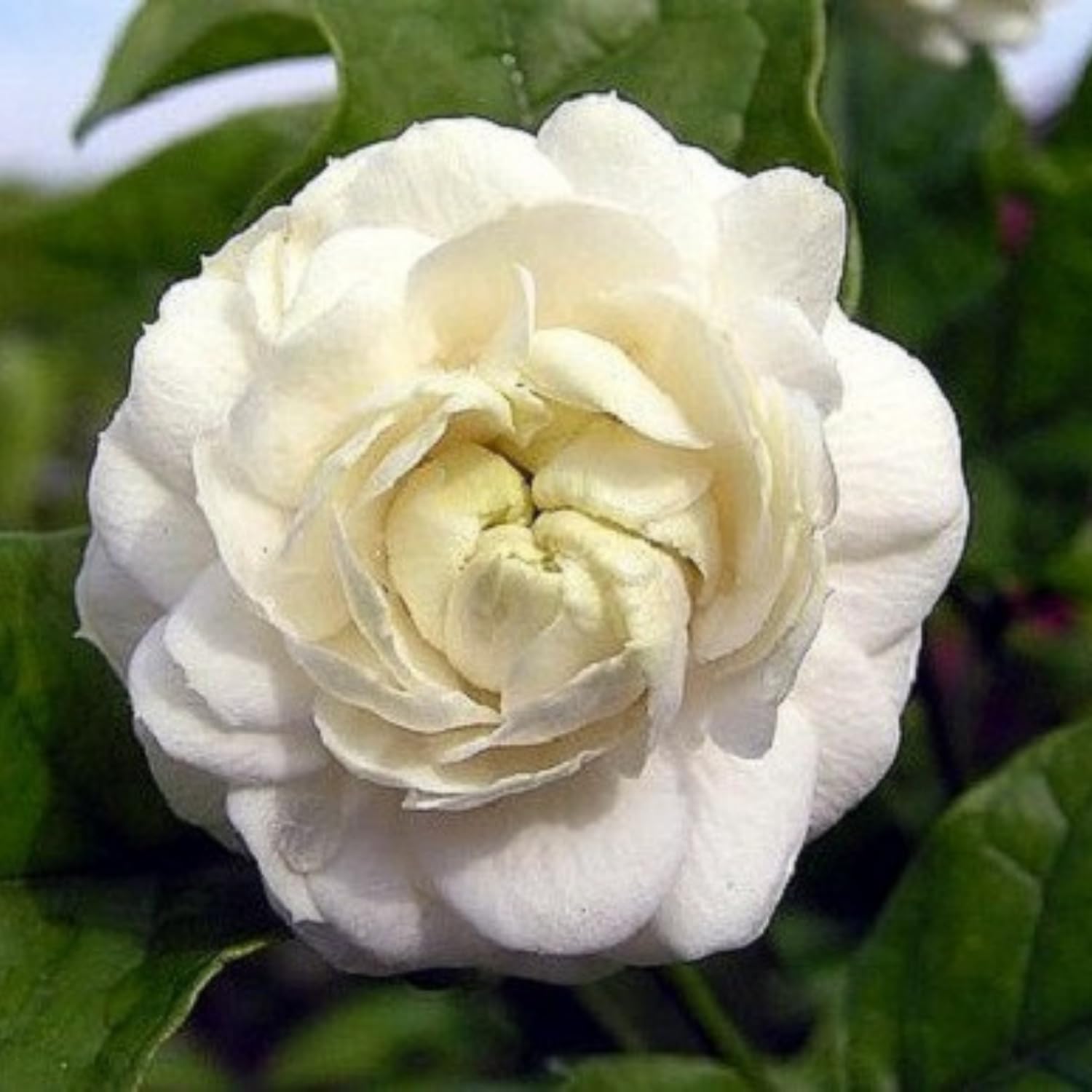 Jasmine Plant Live, Grand Duke Jasmine Live Plant, 3 Gallon Pot, 2-3 Feet Tall, Fragrant Flower Bush Gardening Outdoor