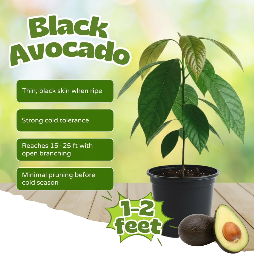 Avocado Tree Live Plant, Black Avocado Plants Live in 3 Gallon Pot, Cold Hardy Fruit Tree for Outdoor Planting