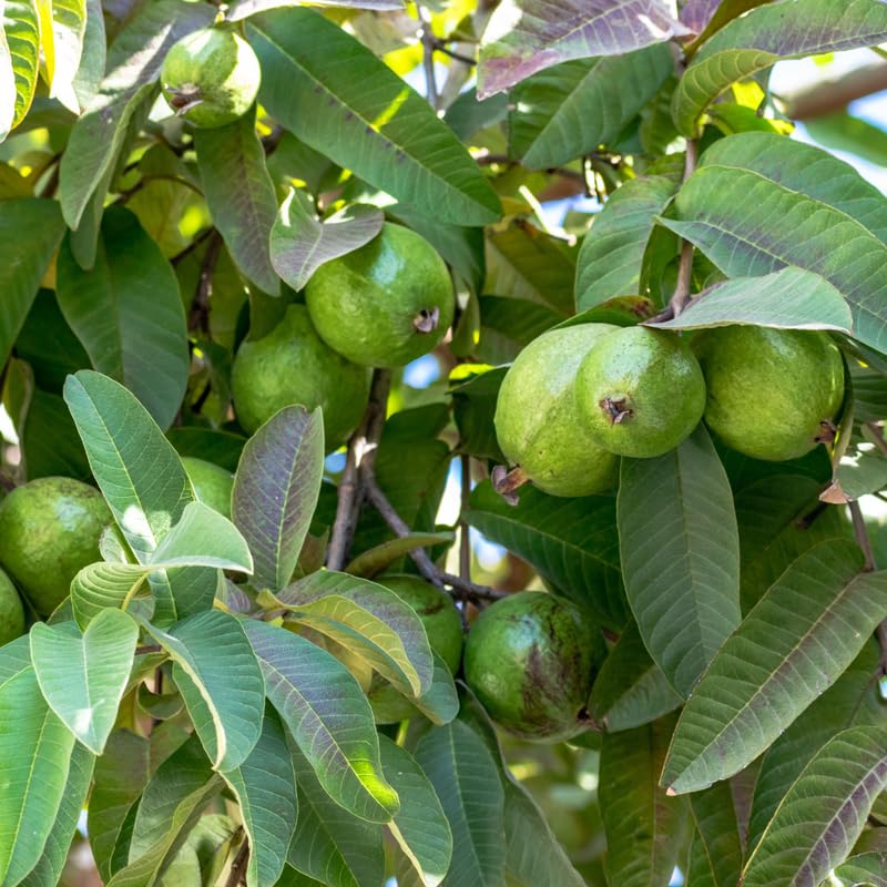 Pink Guava Tree Live Plant in 3 Gallon Pot, Fragrant and Edible Guava Fruit Bearing Tree from 2 to 3 Feet Height, No Ship to CA