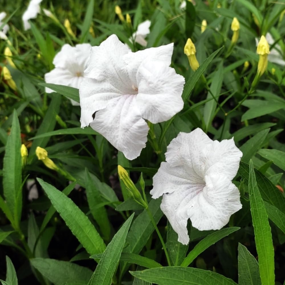 6 Mexican Petunia Live Plants, Vibrant, Low-Maintenance Perennial Flowers, 4-7 Inches, Garden or Containers Growing (Dwarf White)