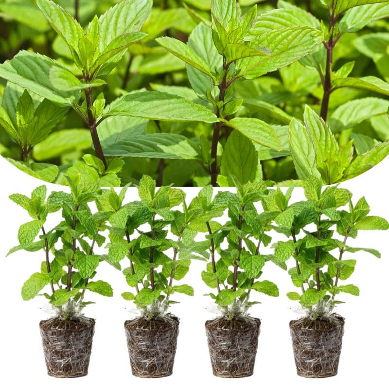 Set 4 Chocolate Mint Plants Live, 4-6 Inches Tall, Culinary Herb for Indoor or Outdoor Planting