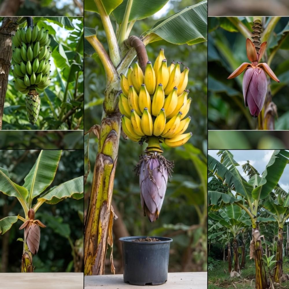 Dwarf Cavendish Banana Tree Live Plant in 1 Gal Pot, Hardy Banana Live Plant, Live Banana Fruit Tree, 1-2 Year Old, Well-Rooted, No to CA