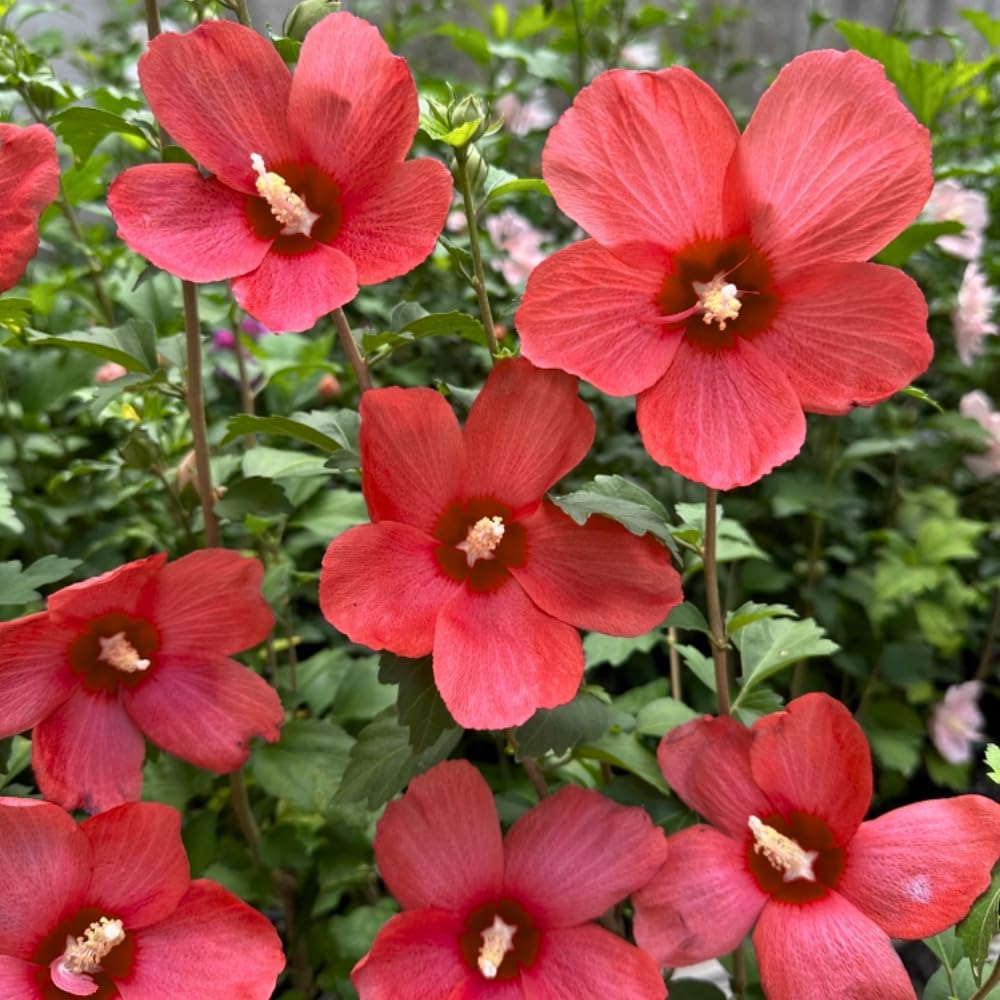 Red Althea Rose of Sharon Plants Live Trees Seedlings, 1 Year Old 6-12 Inches Tall, Winter Hardy, Flowering Shrubs for Outdoor Planting, Multicolor on One Plant