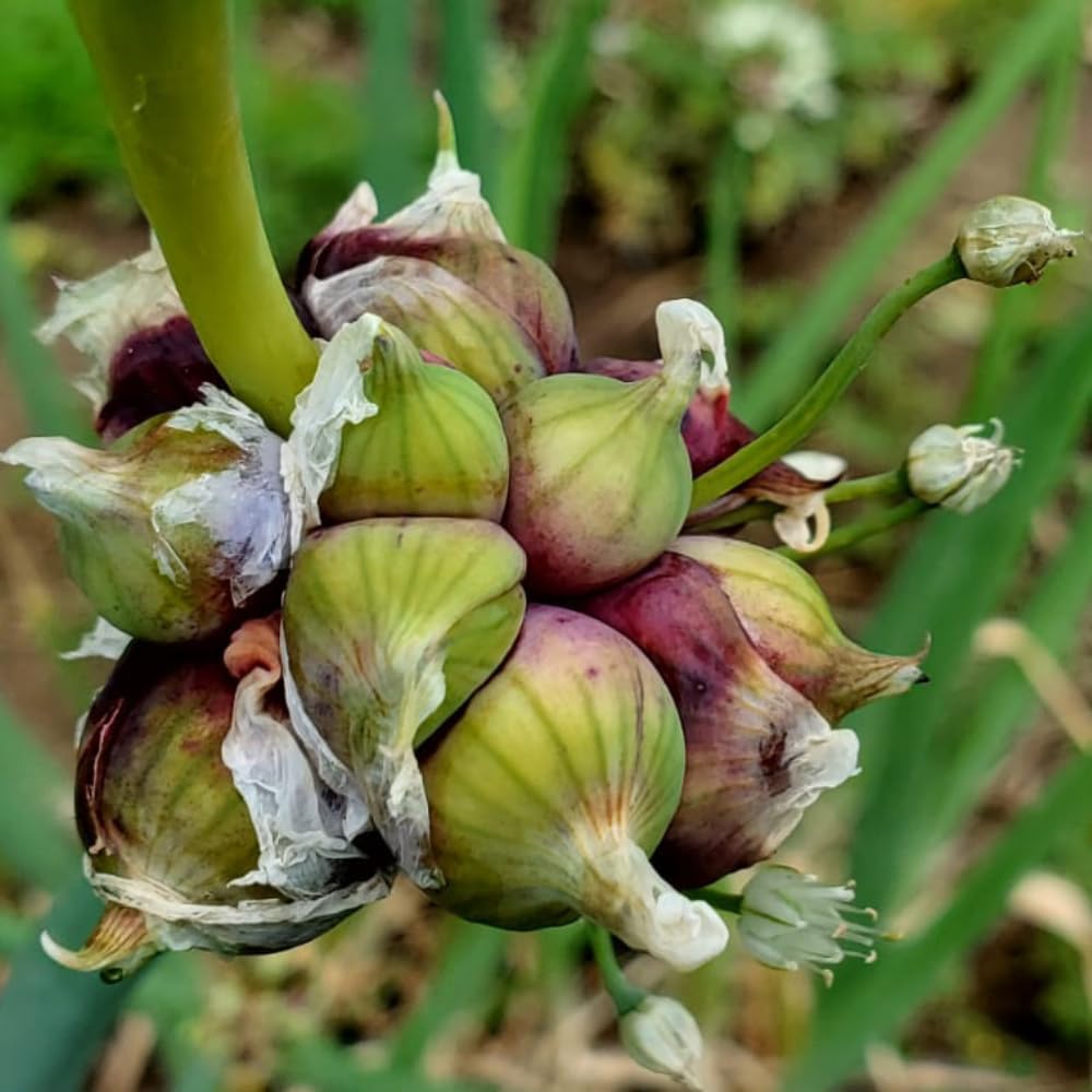 10 Walking Onion Bulbs to Plant, Outdoor Garden Vegetable