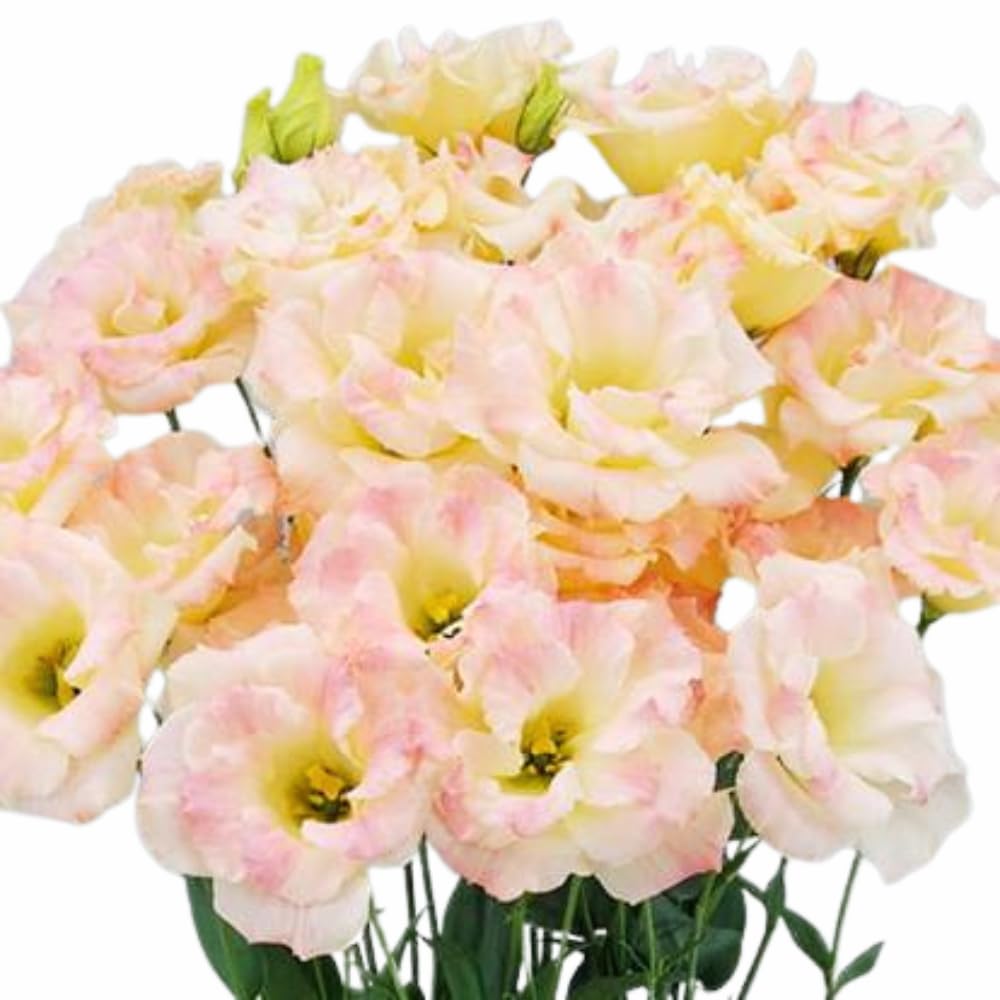 Eustoma Lisianthus Plant Live, Lisianthus Flowers Well Rooted Plug 2-3 Inch Height, Lisianthus Thornless Roses Seedling (Pink Yellow Lisianthus)