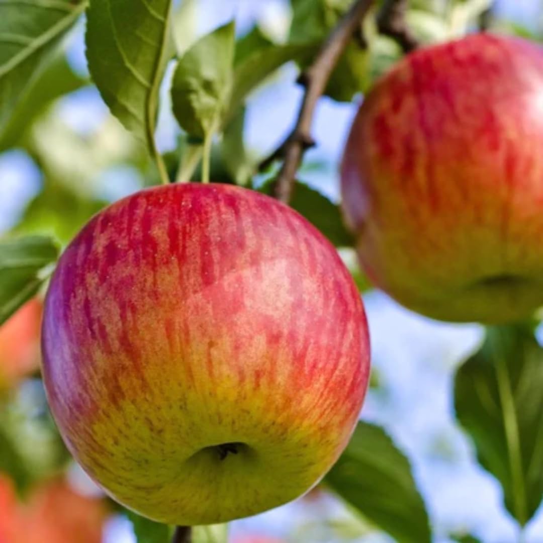Starter Apple Tree Live Plant Seedling, 6-10" Bare Root Dormant, Spring Break Fruit Sweet Apple Trees Live Plants for Outdoor Planting, Cold Hardy Fruit