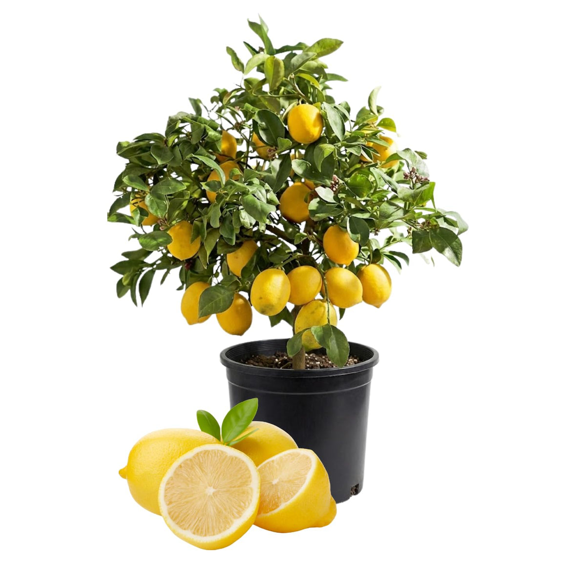 Meyer Lemon Tree Live Plant in 3 Gallon Pot, Fruit-Bearing Citrus Tree, High-Yielding, Fast-Growing Tropical Fruit Plant for Outdoor Garden