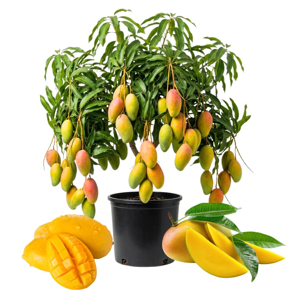 Yellow Mango Trees Live Plants in 3 Gal Pot, Fragrant Mango Fruit Tree from 2 to 3 Feet Tall, Sweet and Fast-Growing, No Ship to CA