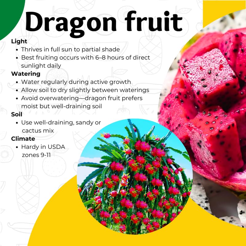 Red Dragon Fruit Tree Live Plant, Fully Rooted in Quart Pot, 12" Tall, Fast Growing Tropical Fruit Cactus