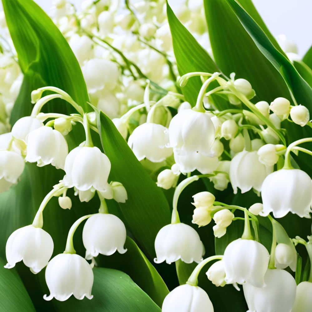 10 Lily of The Valley Roots for Planting, Hardy Perennial White Flowers, Fragrant Ground Cover Bulbs for Garden and Landscape