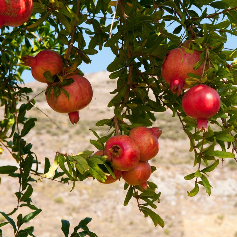 Live Pomegranate Tree, Sweet Pomegranate Fruit Tree in 1 Gallon Pot for Planting Outdoors, No Ship to CA