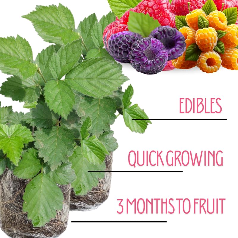 2 Raspberry Plants Live, Red Raspberry Bush for Planting, 4-7" in Tall, Spring Raspberries Cold Hardy
