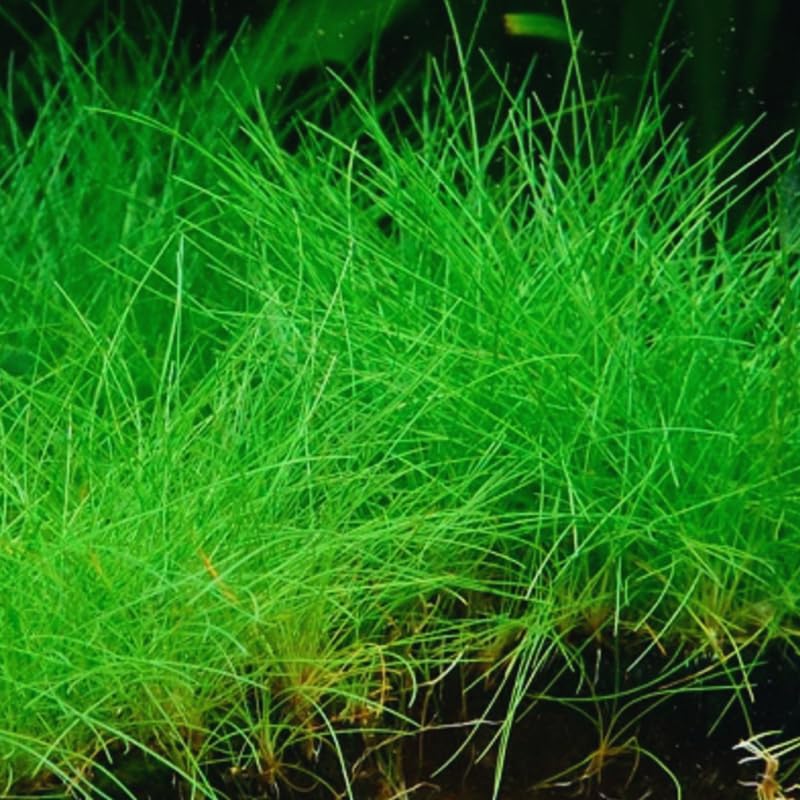 Aquarium Grass Plants, Dwaft Hairgrass Plants Live, 4-6 Inc