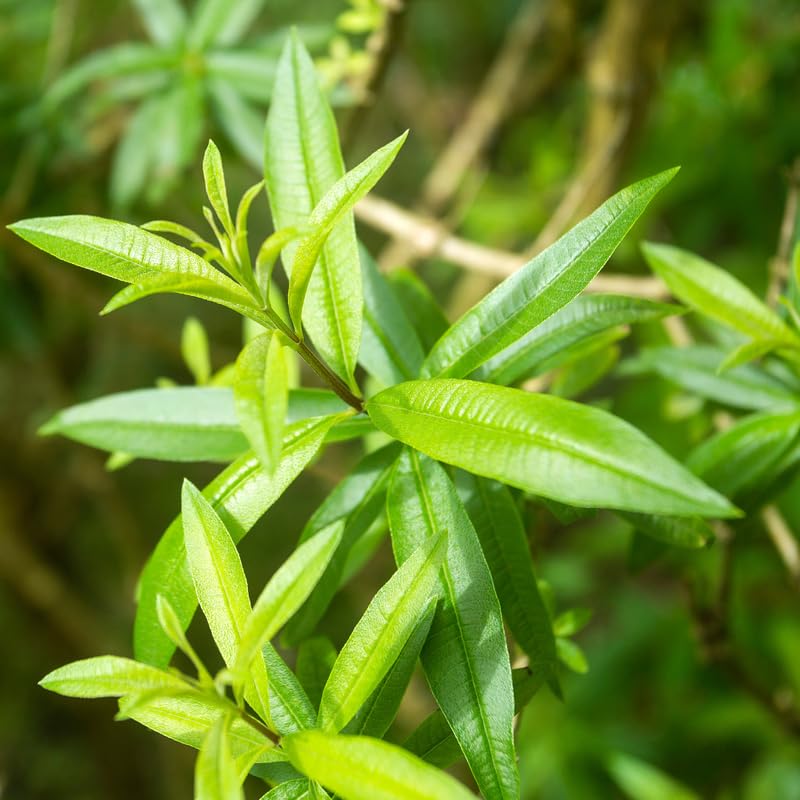 3 Lemon Verbena Herb Plants, 3-5 Inch Starter Plugs, Perennial Herbs for Indoor or Outdoor Garden