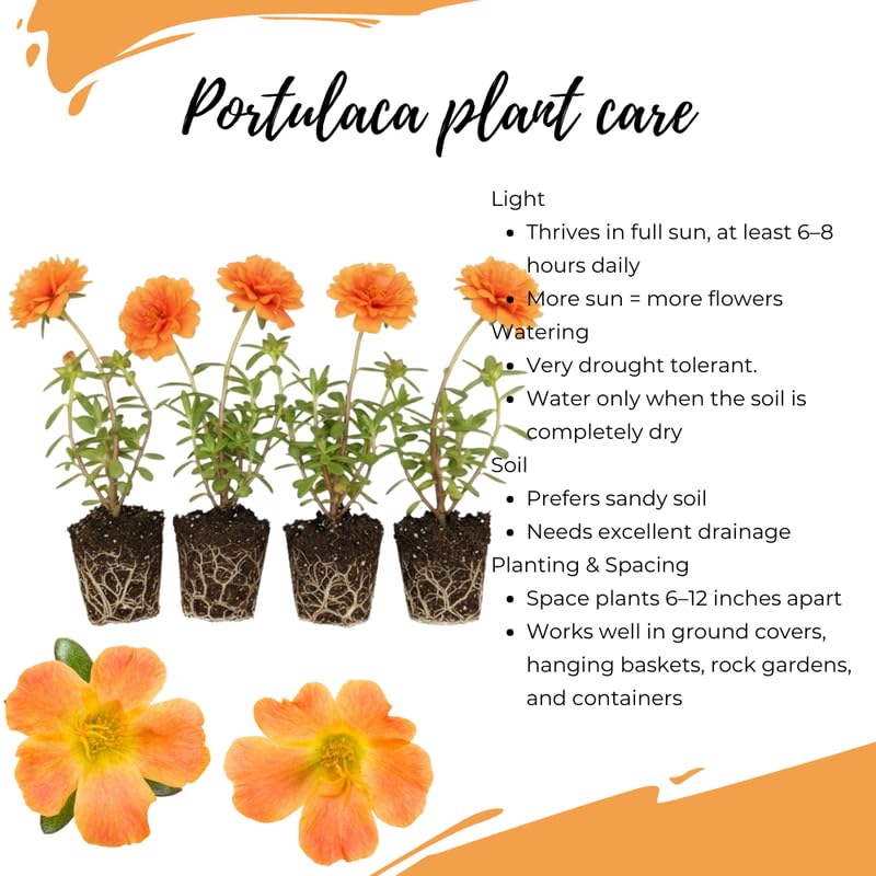 4 Orange Moss Rose Plants Live, Portulaca Ground Cover Flowers, 4-6 Inch Tall Plants for Garden or Containers