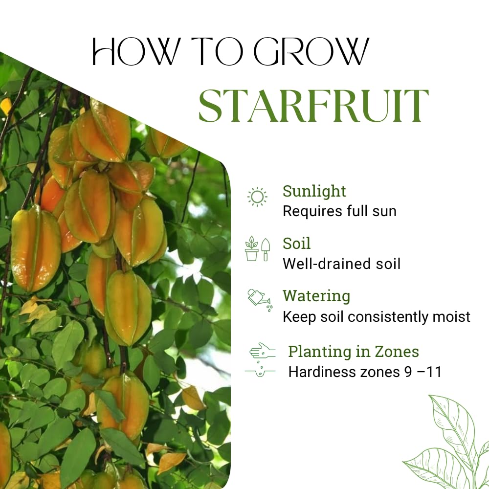 Grafted Starfruit Tree Live Plant, Sweet Starfruit Plant, 3 Gallon Pot, 2-3 Feet Tall, Tropical Fruit Tree for Outdoor Garden and Container Growing, No Ship to CA